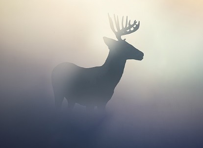 Red Deer in the morning mist